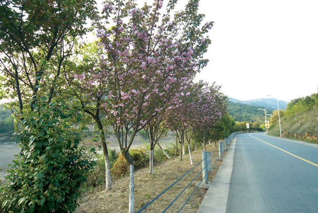 九龙湖道路